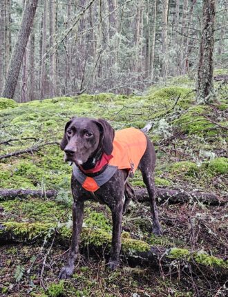 Brown dog standing in orange reflective vest