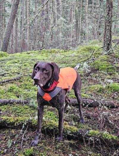 Brown dog standing in orange reflective vest